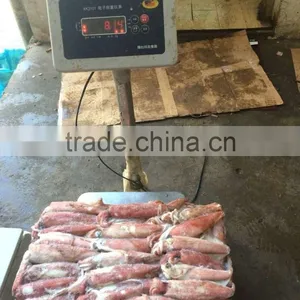 Sea Frozen Loligo Chinensis ,for Italy ,Greece et ,EU Market thumbnail-3