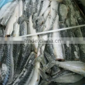 Best Sea Recipe for Mackerel Fish thumbnail-1