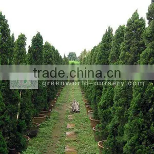 Juniperus Chinensis Outdoor Trees thumbnail-1