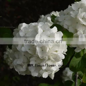 Quality Anthurium Flowers Hobby Lobby Wholesale Flowers Fresh Cut Flower Buyer Factory Prize Supply thumbnail-3