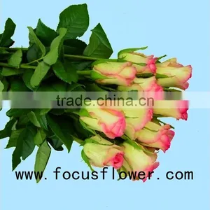 Long Lasting Hobby Lobby Wholesale Flowers Fresh Cut Jasmine Flowers Hopeshow for Home From China thumbnail-1