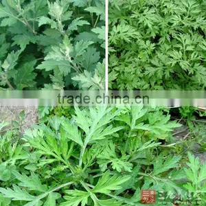 Pure Mugwort Oil /Artemisia Argyi Essential Oil With Lowest Price thumbnail-1