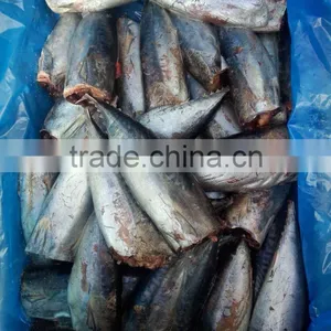 Frozen HGT Tuna Bonito Fish AUXIS THAZARD thumbnail-6
