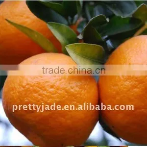 Best Price Baby Mandarin thumbnail-1