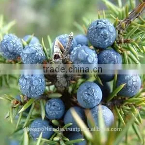 Juniper Berry Oil (1st) thumbnail-1