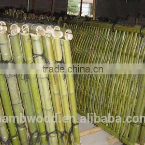 Colored Bamboo Fence thumbnail-5