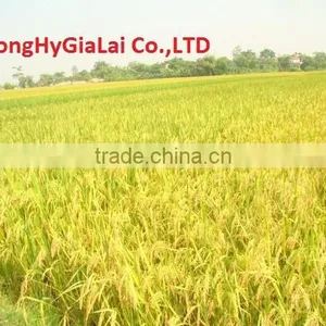 Vietnam Long Grain Rice 5% Broken thumbnail-3