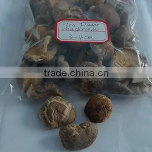 New Crop 2012 Tea Flower Shiitake thumbnail-1