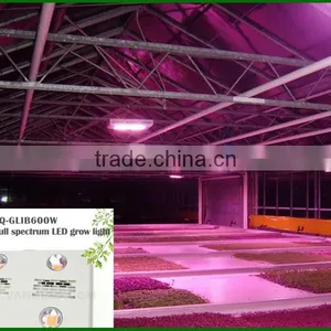 Cob Led Grow Lights 600 W Indoor Light to Grow Plants thumbnail-5