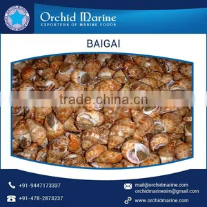 Top Quality Highly Demanded Shell Baigai IQF at Low Market Price thumbnail-2