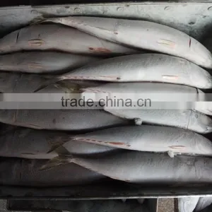 Frozen Pacific Mackerel New Fish thumbnail-3