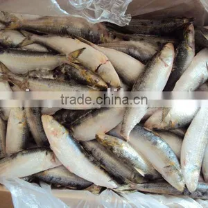 Sardine thumbnail-1