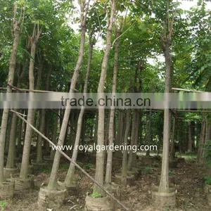 Spathodea Campanulata Landscaping Trees thumbnail-1