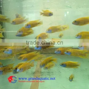 Freshwater Fish for Sale thumbnail-1