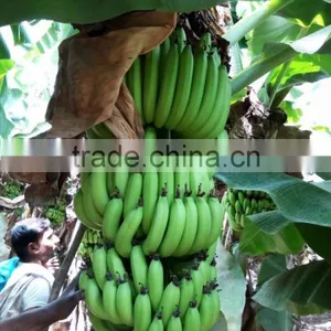 FRESH BANANA thumbnail-2