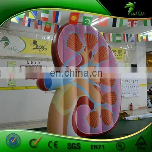 Custom Vivid Inflatable Kidney Replica , PVC Inflatable Artificial Organ Balloon , Inflatable Display Body thumbnail-4