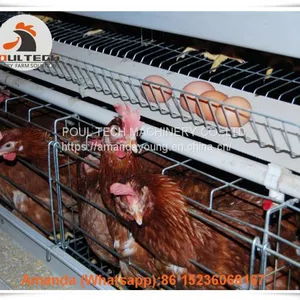 Chicken Farm Automatic Egg Hen Chicken Cage & Layer Cage & Hen Cage With 90-200 Birds in Chicken Shed Sale in Libya thumbnail-2