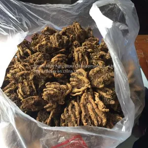 Supply Chinese Herbal Medicine Rhizoma Coptidis and Chicken Feet With Rhizoma Coptidis. thumbnail-3
