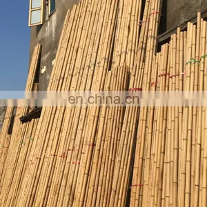 Sell Off Reasonable Price 100% Natural Bamboo Premium Quality Standard Size Open for Decoration From Viet Nam thumbnail-1
