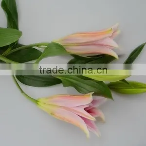 Fresh Sorbonne Multicolor Lilies Fresh Cut Flowers thumbnail-5