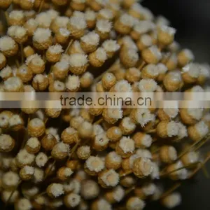 Happy Flower thumbnail-2