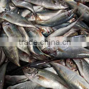 Hot Sale Frozen Horse Mackerel thumbnail-2