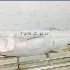 Big Size Yellwofin Tuna thumbnail-3