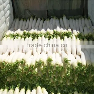 New Crop Fresh Radish From Shandong thumbnail-1