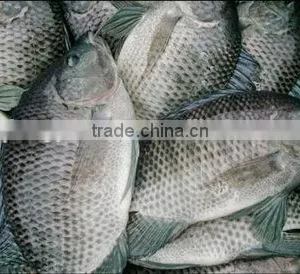 Frozen Tilapia Whole Round Fish thumbnail-1
