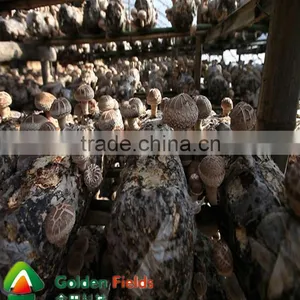 Wholesale Shiitake Cultivated Mushroom Spawn Mushroom Growing Kit thumbnail-4