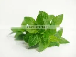 Oregano Oil (Origanum Vulgare) thumbnail-2