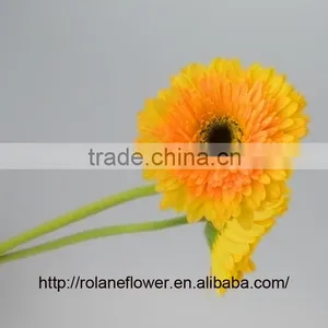 Cheap And Good High Quality Gerbera Flowers Yellow Color For Mother's Day - Champagne thumbnail-1