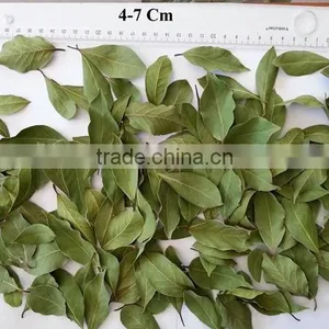 Dried Bay Leaves thumbnail-3