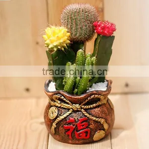 Indoor Cactus Plants for Classroom thumbnail-3