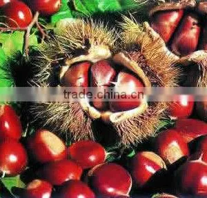 Fresh Chestnut thumbnail-1