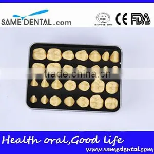 2 Times Tooth Model Dental Eduction School Teaching Dental Model thumbnail-1