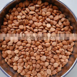 Zhangjiakou Origin Bitter Apricot Kernel for Sale thumbnail-1