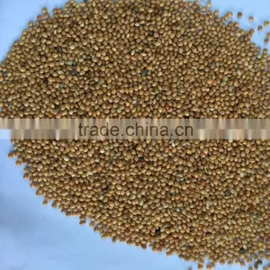 Yellow Millets Grain thumbnail-6
