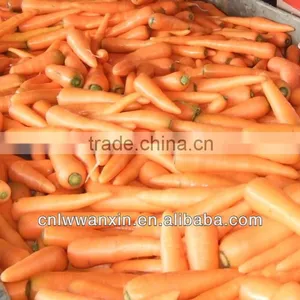 Chinese Fresh Washed Carrot 150g -250g in 10kg Carton thumbnail-1
