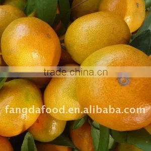 Chinese Sugar Mandarin Orange/orange Fruit thumbnail-1