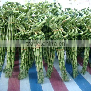 Indoor Decorative Ornamental Bonsai Plants of Dracaena Sanderiana thumbnail-1
