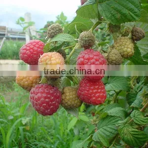 Raspberry Tree Seedling thumbnail-3