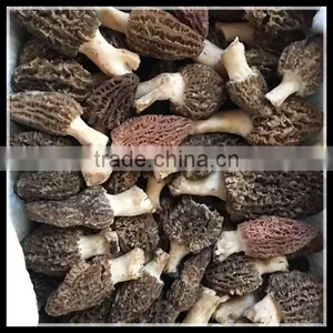 Frozen Morel, Dry Morchella And Fresh Morchella Wholesale thumbnail-1