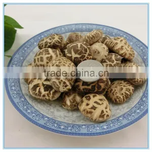 Log Winter Mushroom Seeds for Sale thumbnail-1