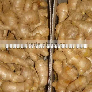 Fresh Washed Ginger thumbnail-2