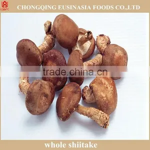 Shiitake Mushroom thumbnail-6