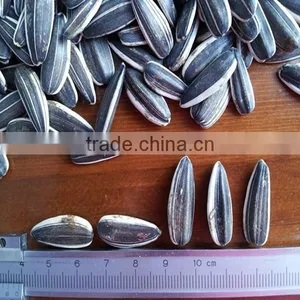 High Quality Sunflower Seed For Oil Production thumbnail-1