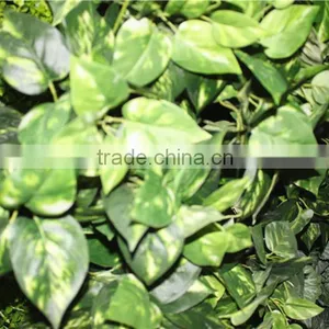 Stickers Home Garden Deco 200*200 cm Indoor or Outdoor Artificial Corner Succulent Green Climbing Plant Wall Ezwq10 1011 thumbnail-1