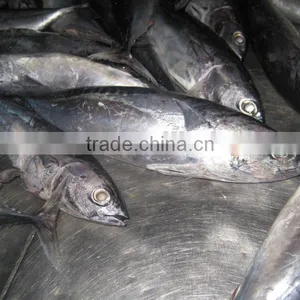 Seafrozen Bonito Whole Round A Grade thumbnail-1
