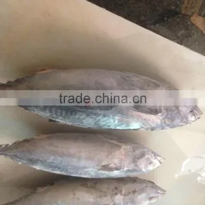Bonito Tuna thumbnail-4